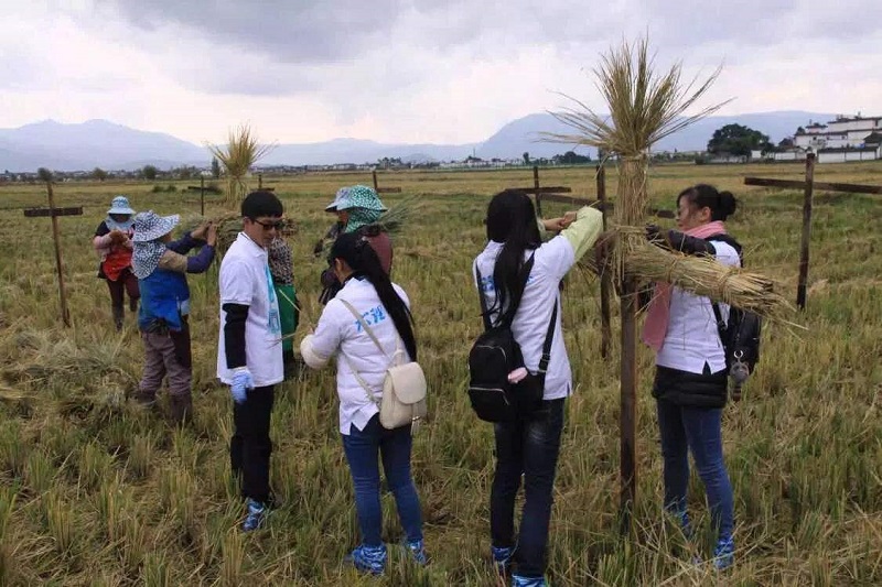 喜洲稻米文化節(jié)