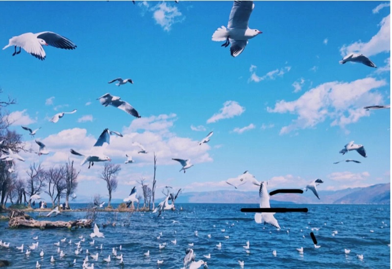 大理夏令營(yíng)活動(dòng)