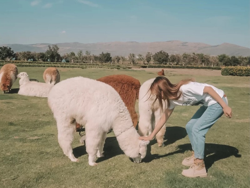 大理古城邊的彩虹農(nóng)場(chǎng)太太太美啦?。?！