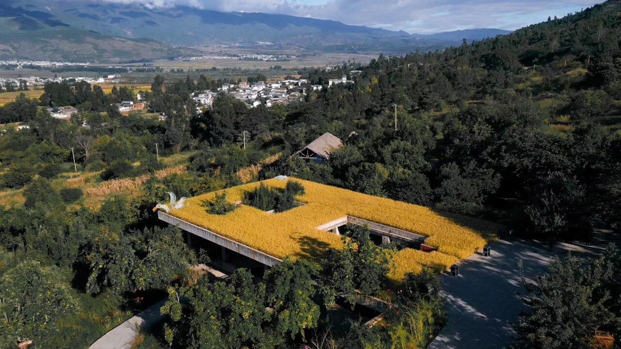 大理洱源鳳羽稻田劇場(chǎng)