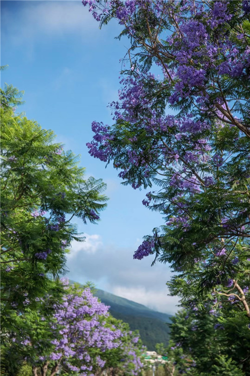 大理海納爾云墅度假酒店預(yù)定