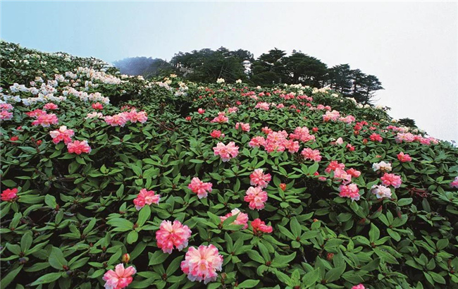 大理旅游 六月，蒼山等你赴一場(chǎng)花的“盛宴”！