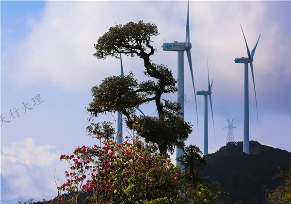 姹紫嫣紅醉春光 大理這片杜鵑花秘境藏不住了！