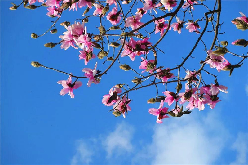 又是被驚艷的一天！云龍縣漕澗林場(chǎng)生物多樣性大賞