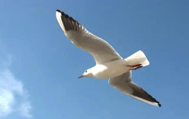 暖冬大理，小普陀又迎來(lái)了可愛(ài)的紅嘴鷗   大理旅游攻略