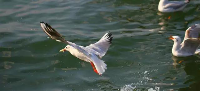 大理暖冬悄至，海鷗歸臨小普陀   大理旅游攻略