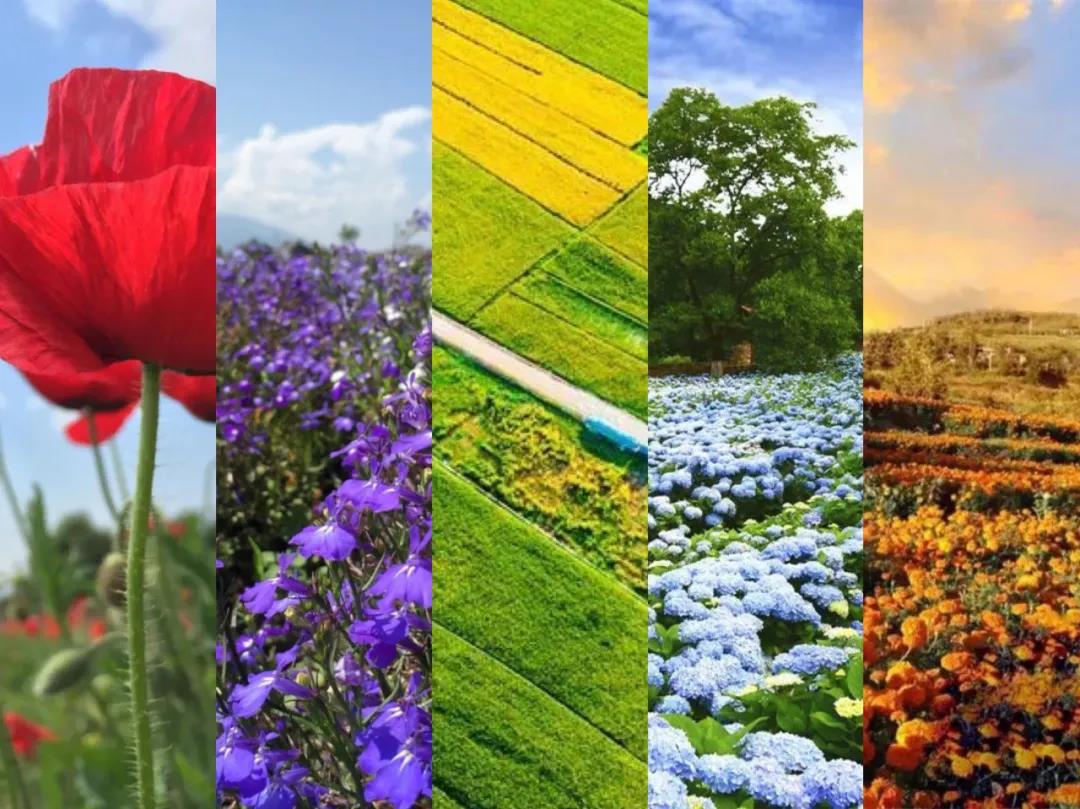 美麗大理的豐收色卡,大理秋季限定——豐收彩虹 你收到了嗎？