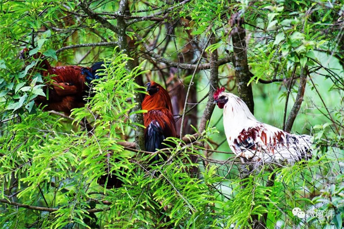 大理特色美食推薦：無量山烏骨雞，來大理旅游必嘗的美味