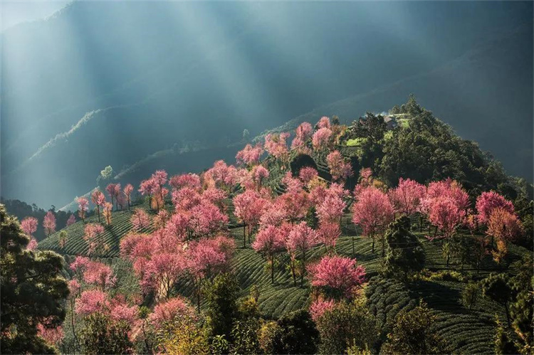 大理櫻花季：南澗無量，秘境花鄉(xiāng)——神仙姐姐居住的地方！快來大理旅游吧！