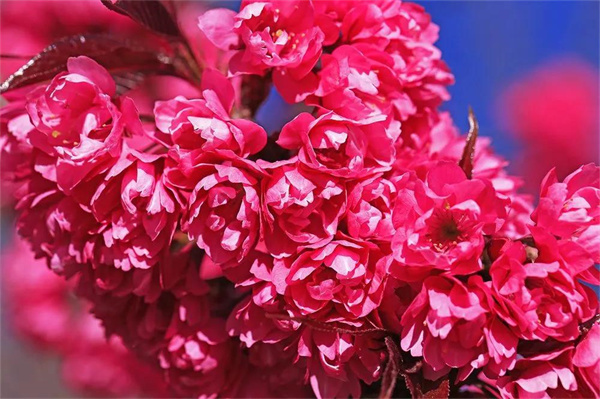 大理旅游,大理冬天的櫻花和我，都很想念你！