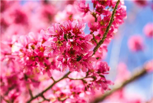 大理傳媒公司：南澗無量，秘境花鄉(xiāng)——神仙姐姐居住的地方！