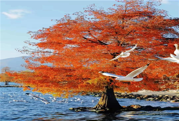 大理傳媒公司：【美麗大理】冬天的洱海生態(tài)廊道，美出新高度