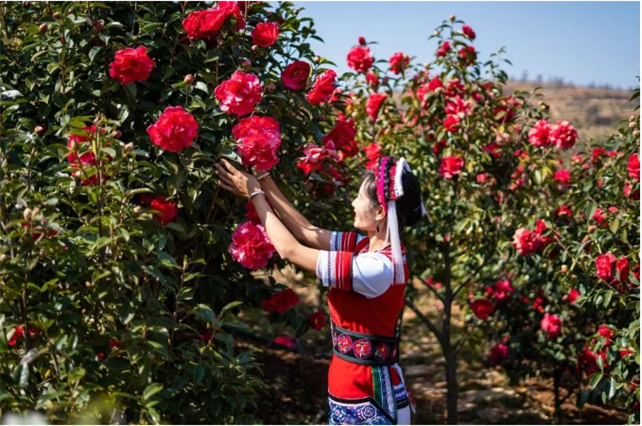 節(jié)后游大理，春暖花開賞花去！