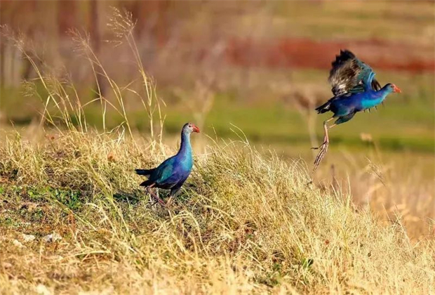 大理定制旅游：這些人少景美的旅行地，很難不令人心動