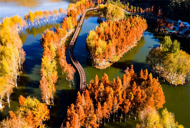 大理會議旅游：【冬游大理】去看層林盡染的水杉吧！