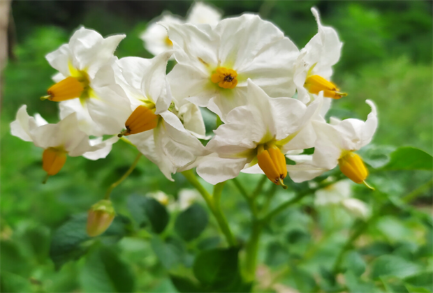 舍不得公開(kāi)！大理八月的洋芋花海好漂亮