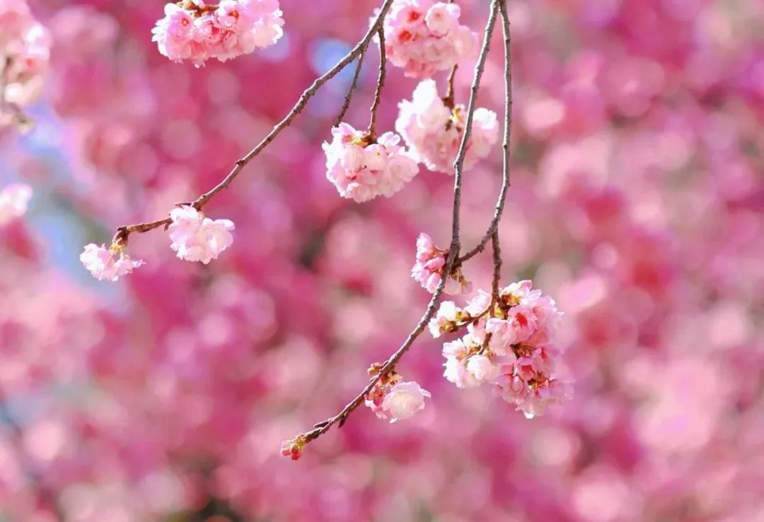 云南旅游,云南旅行社,云南團(tuán)建公司：賞櫻正當(dāng)時(shí)！大理大學(xué)校園開放日等你來